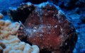 Commerson's frogfish